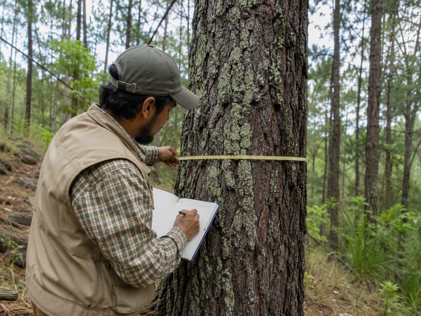 Ejercicio profesional forestal