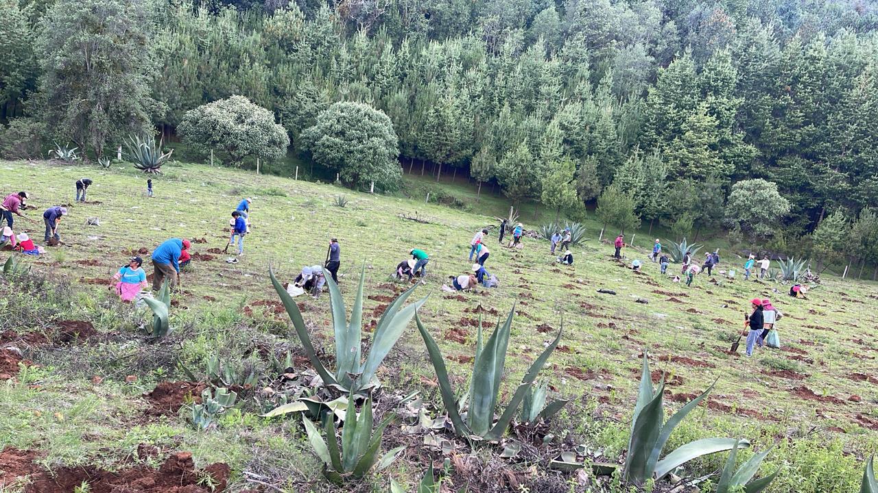 Actividad forestal desarrollada en territorio