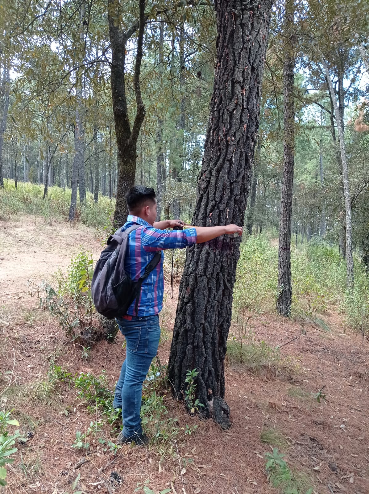 Profesional forestal realizando trabajo de campo