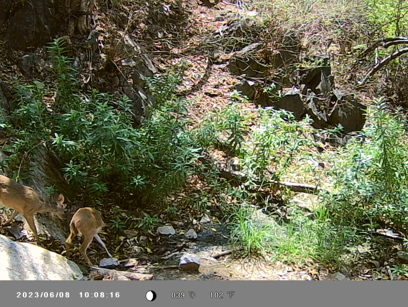 Ejemplar de fauna presente en ecosistemas forestales